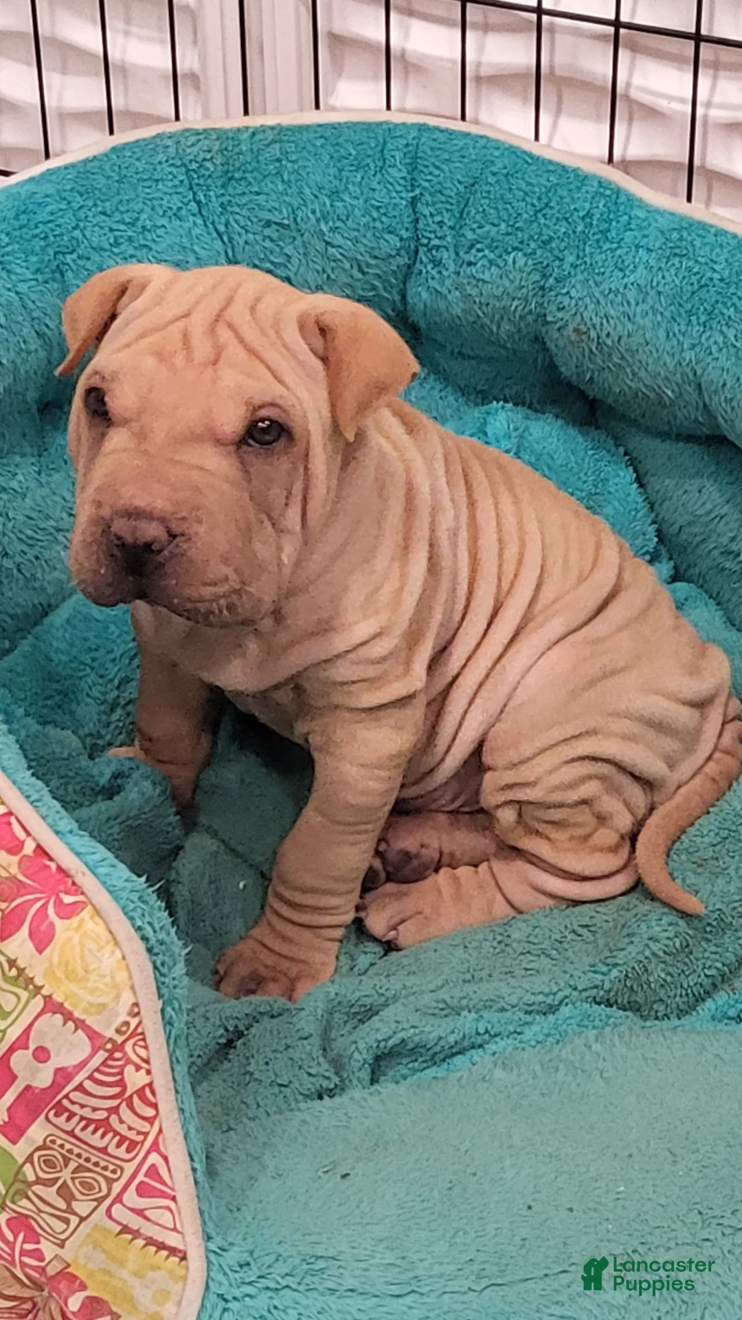 Shar Pei dogs for sale: Chex - Ad 1