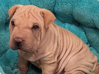 Shar Pei dogs Chex - Ad 6
