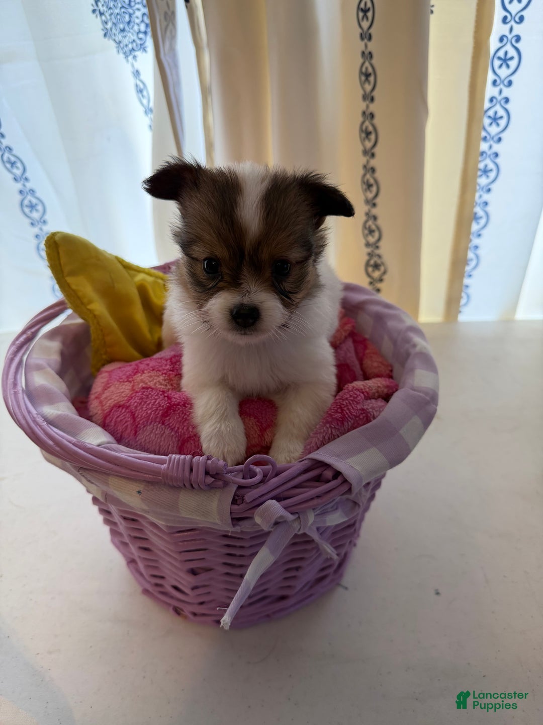 Papillon dogs for sale: Papillon Puppy 3 - Ad 1