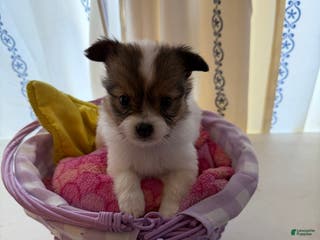 Papillon dogs Papillon Puppy 3 - Ad 13