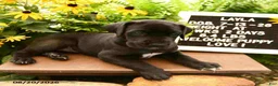 Great Dane dogs for sale: Layla - Ad 4