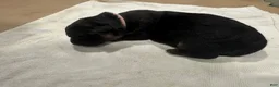 German Shepherd dogs for sale: German Shepherd Puppy 3 - Ad 1