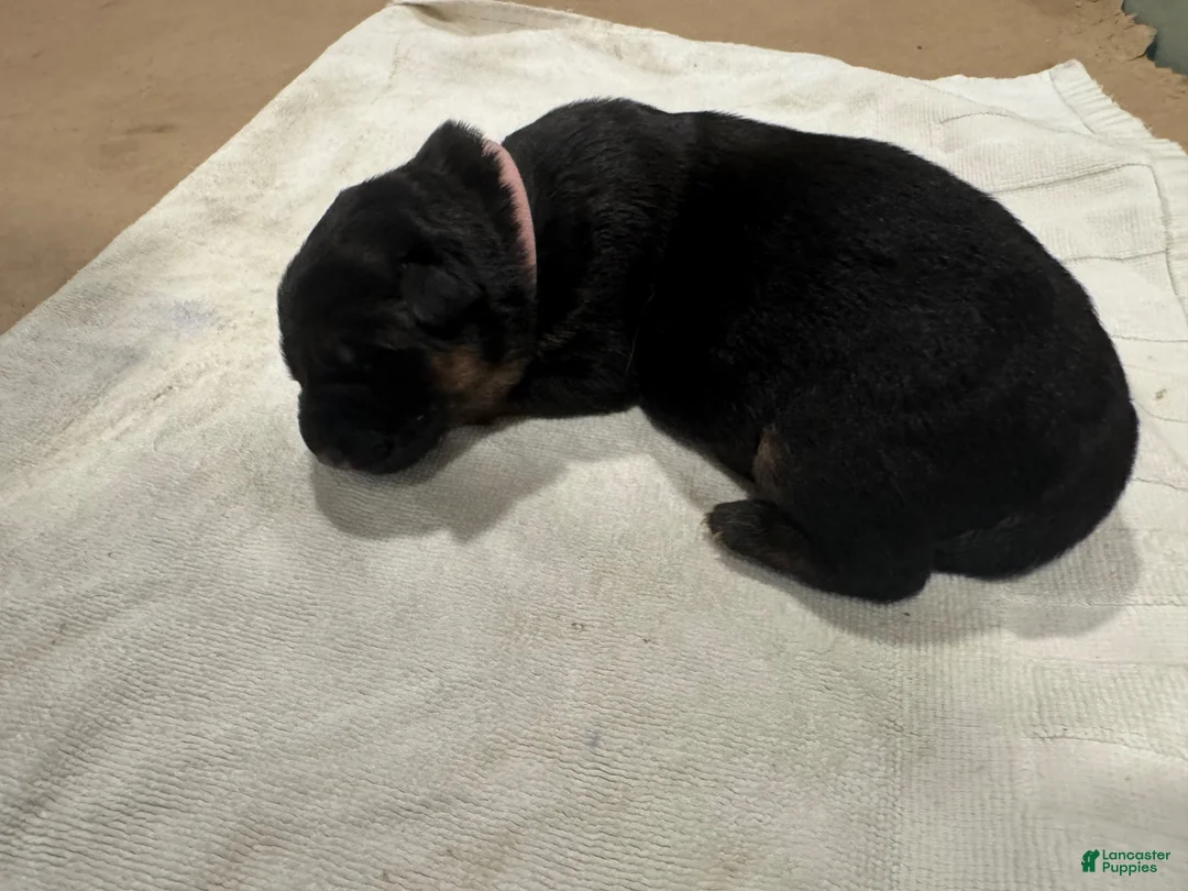 German Shepherd dogs for sale: German Shepherd Puppy 3 - Ad 1