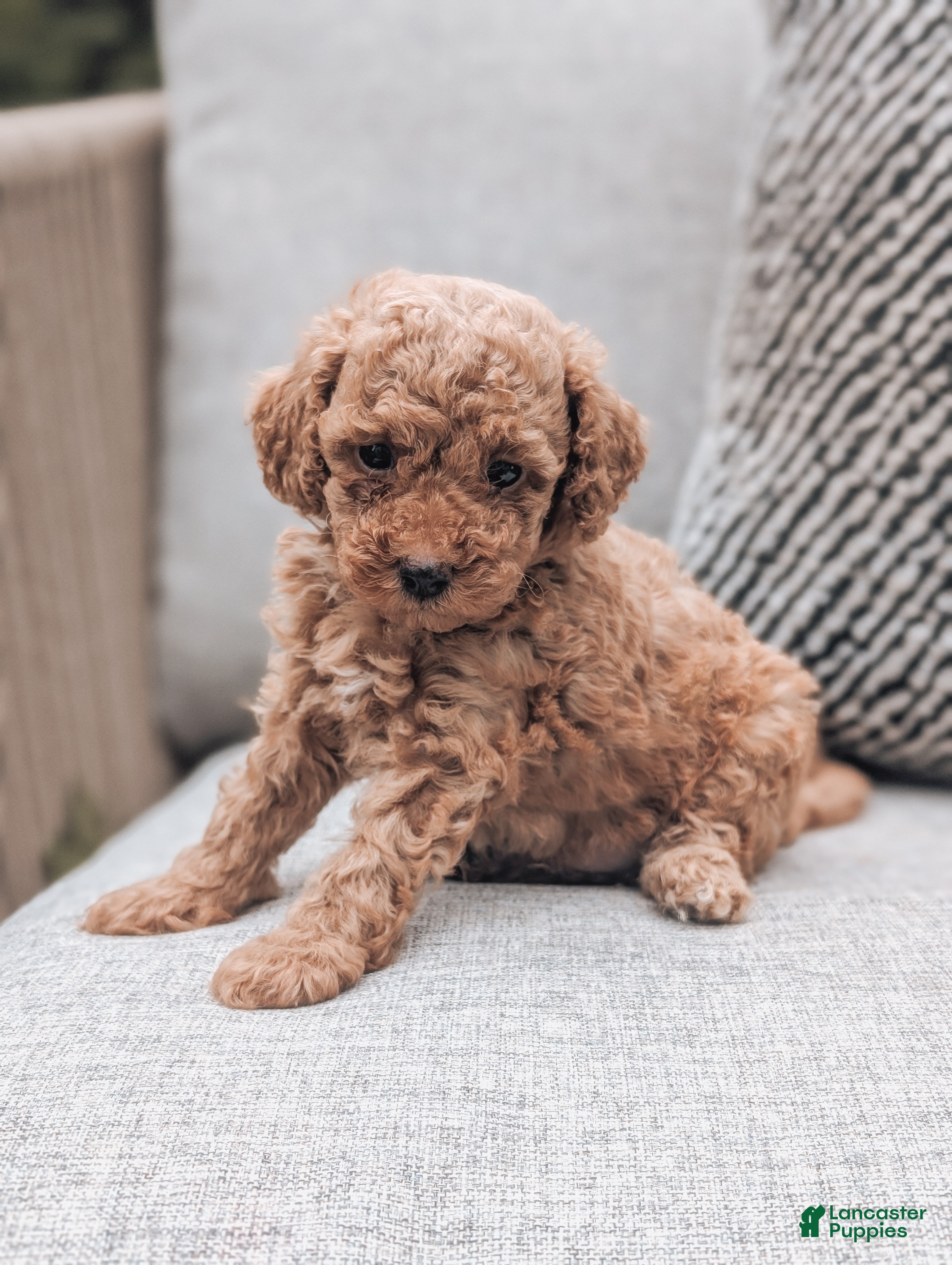 Toy Poodle dogs Pax - Ad 1