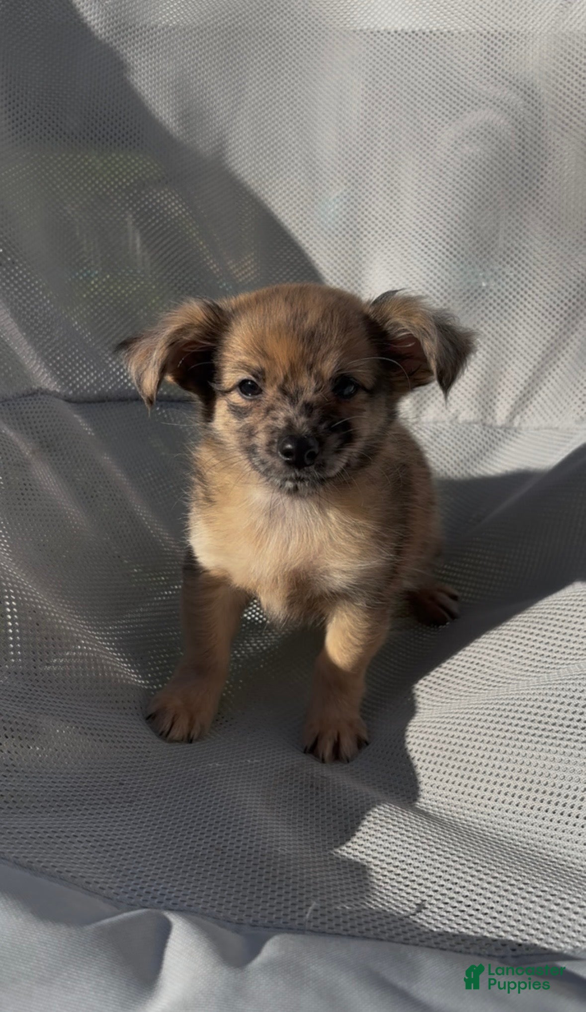 Chiweenie dogs T-Rex  - Ad 1