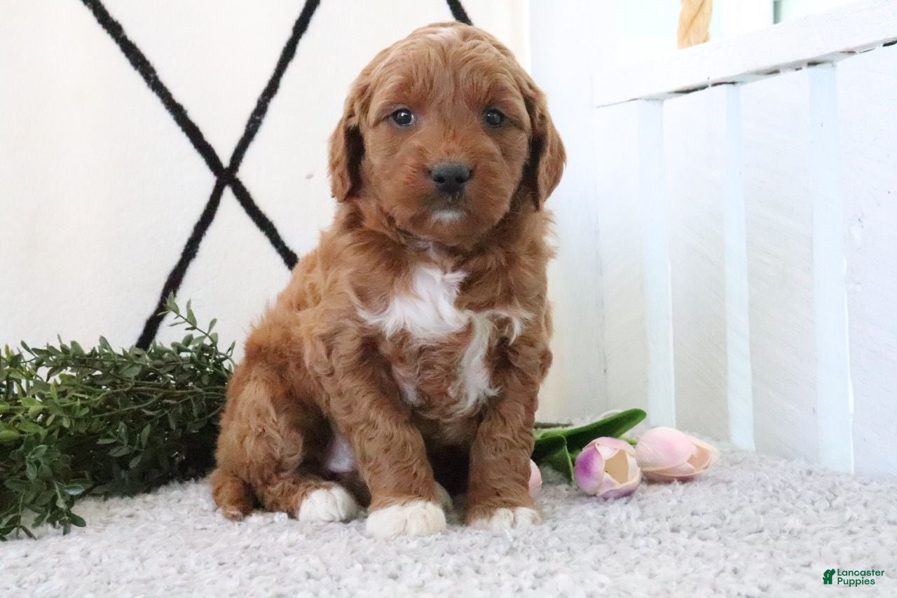 Mini Goldendoodle dogs Railey - Ad 2