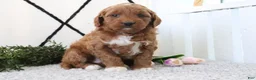 Mini Goldendoodle dogs for sale: Railey - Ad 2