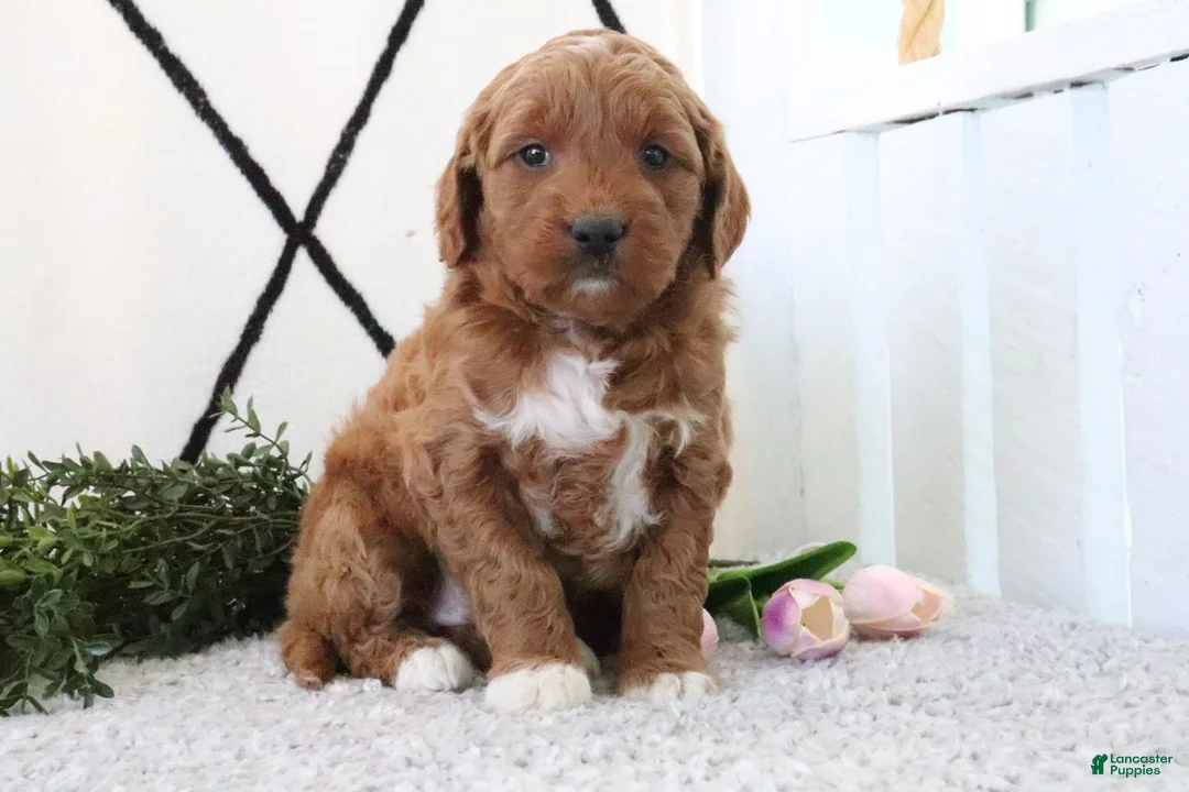 Mini Goldendoodle dogs for sale: Railey - Ad 2