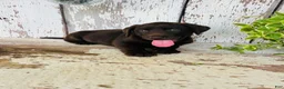 Labrador Retriever dogs for sale: Sara  - Ad 1