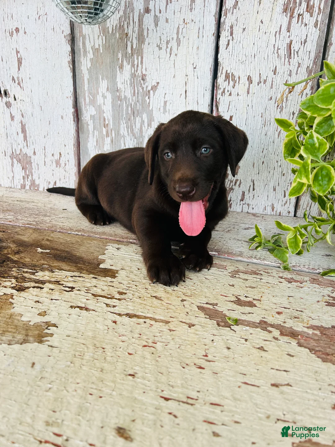 Labrador Retriever dogs for sale: Sara  - Ad 1