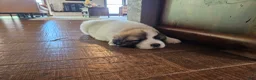 Great Pyrenees dogs for sale: Great Pyrenees Puppy - Ad 8