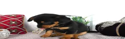 Chorkie dogs for sale: Chorkie 4 Peanut - Ad 3