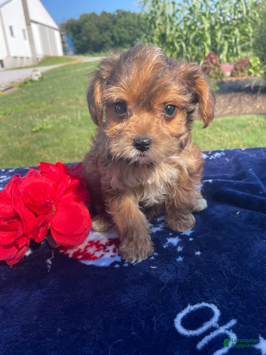 Yorkiepoo dogs for sale: Peanut - Ad 1
