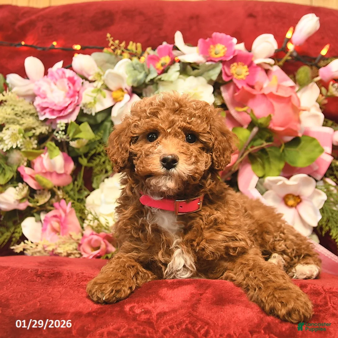 Mini Goldendoodle dogs for sale: Tessie Tinkles  - Ad 4