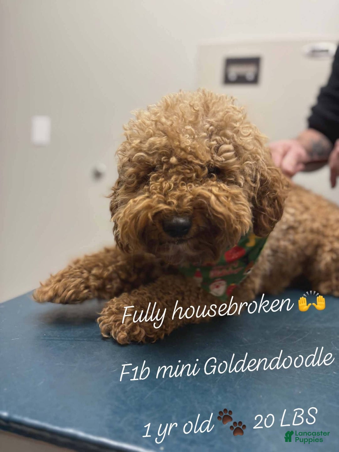 Goldendoodle dogs for sale: Benji  - Ad 4
