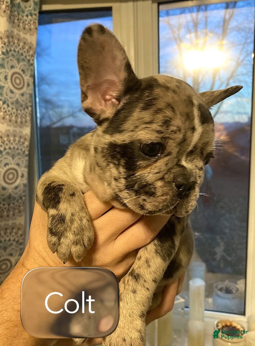 French Bulldog dogs for sale: Sir Colt of House of Hepley - Ad 1