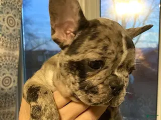 French Bulldog dogs Sir Colt of House of Hepley - Ad 8