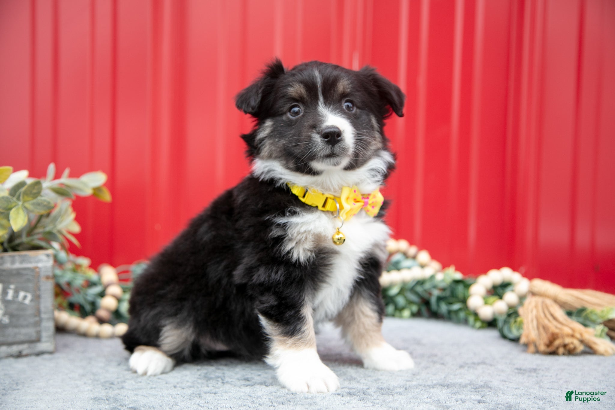 Miniature Australian Shepherd dogs Lindsay - Ad 2