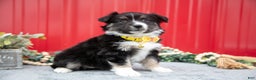 Miniature Australian Shepherd dogs for sale: Lindsay - Ad 2