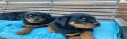 Rottweiler dogs for sale: Napoleon - Ad 4