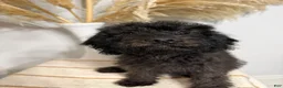 Mini Goldendoodle dogs for sale: Chocolate Boy - Ad 4