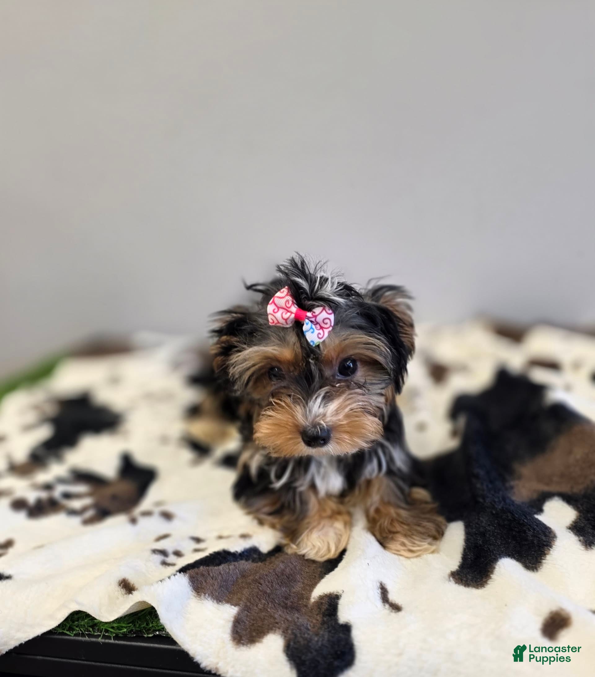 Yorkshire Terrier dogs Autumn - Ad 10