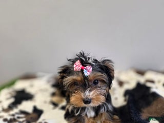 Yorkshire Terrier dogs Autumn - Ad 5