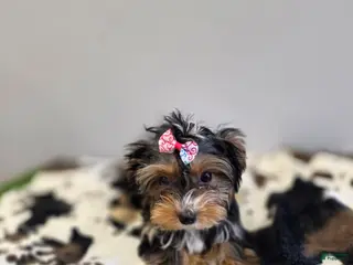 Yorkshire Terrier dogs Autumn - Ad 1