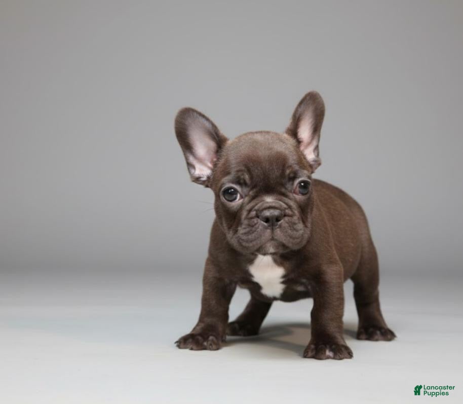 French Bulldog dogs  Puppy 1 - Ad 24