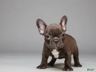 French Bulldog dogs Puppy 1 - Ad 17