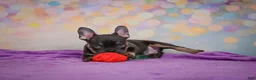 French Bulldog dogs for sale: Brutus - Ad 8