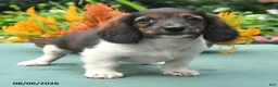 Dachshund dogs for sale: Tucker - Ad 3