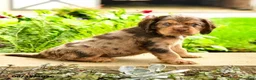 English Cocker Spaniel dogs for sale: Larry - Ad 4