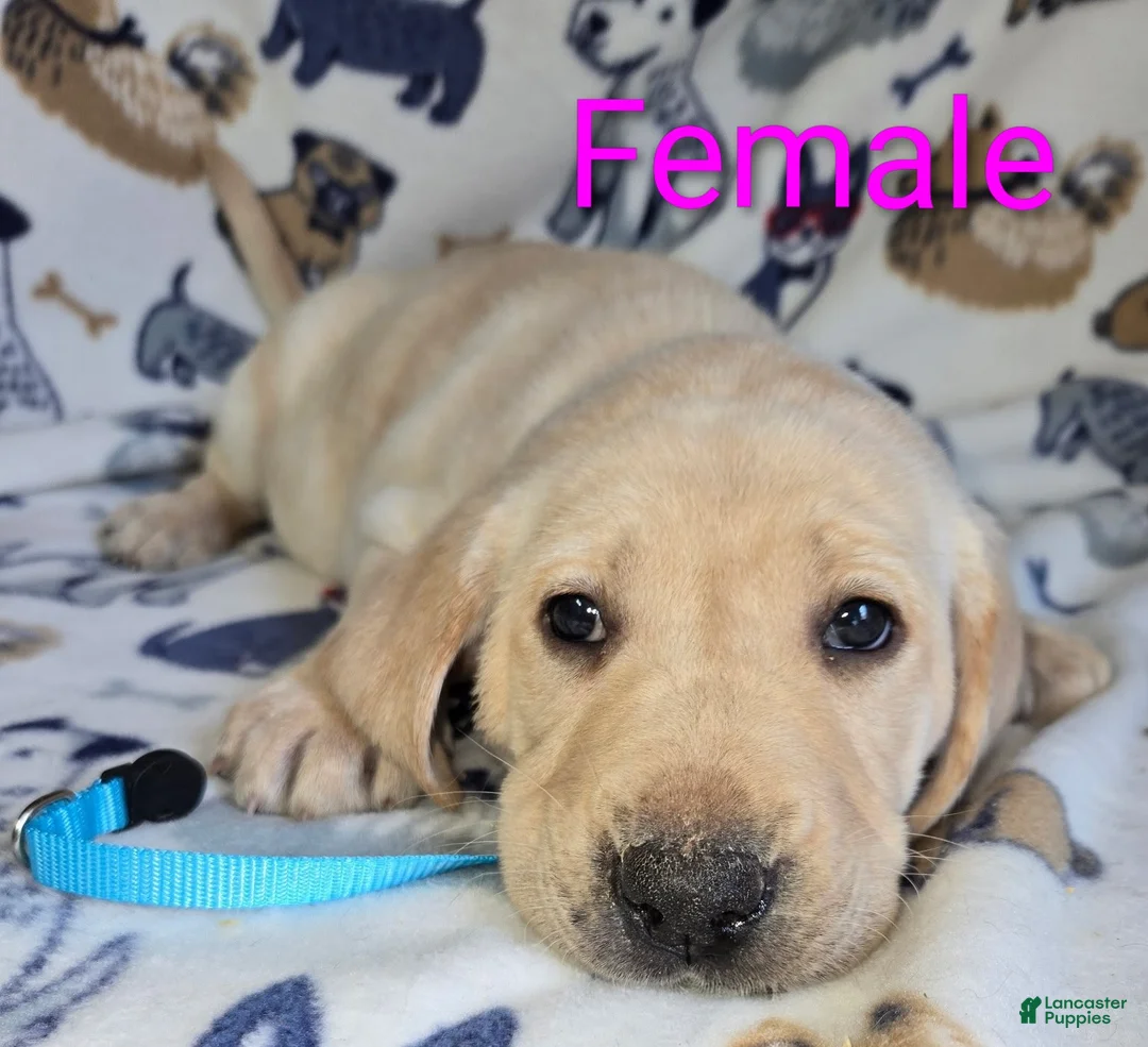 Labrador Retriever dogs for sale: Labrador Retriever Lt. Blue Collar - Ad 1