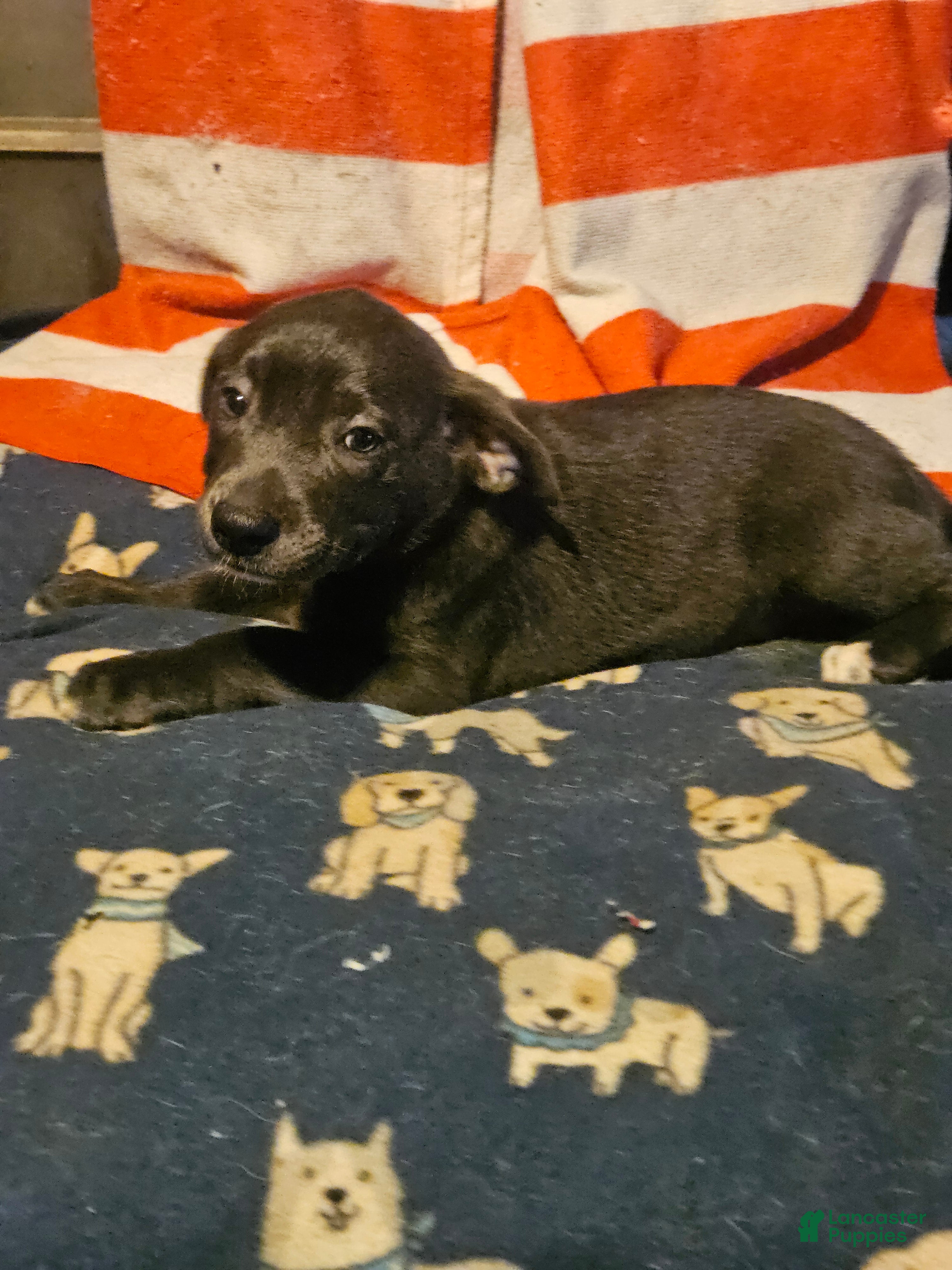 Border Collie dogs Filly "LILAC" w/Blue Eyes! - Ad 1