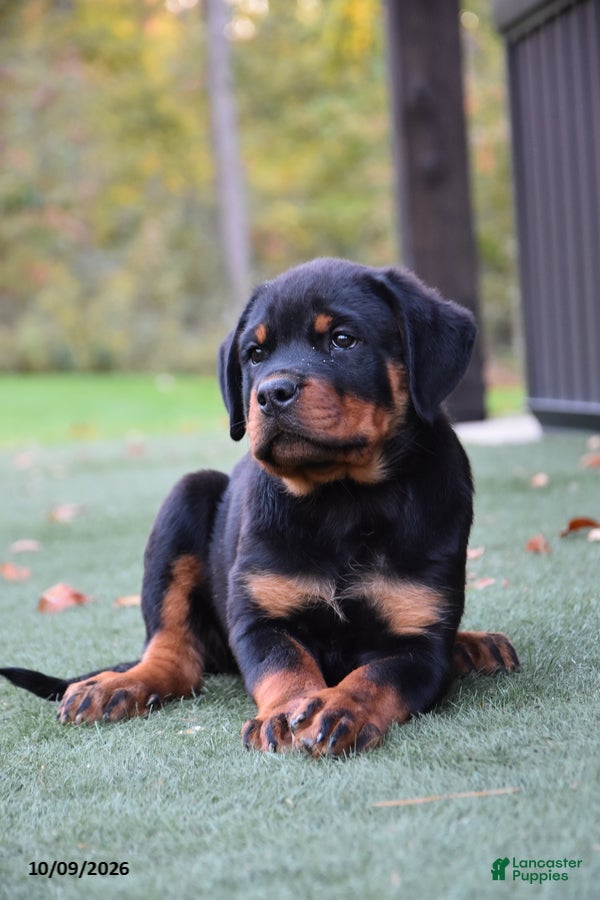 Rottweiler dogs Zoomy - Ad 1