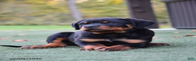 Zoomy