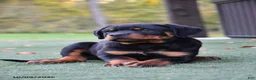 Rottweiler dogs for sale: Zoomy - Ad 1