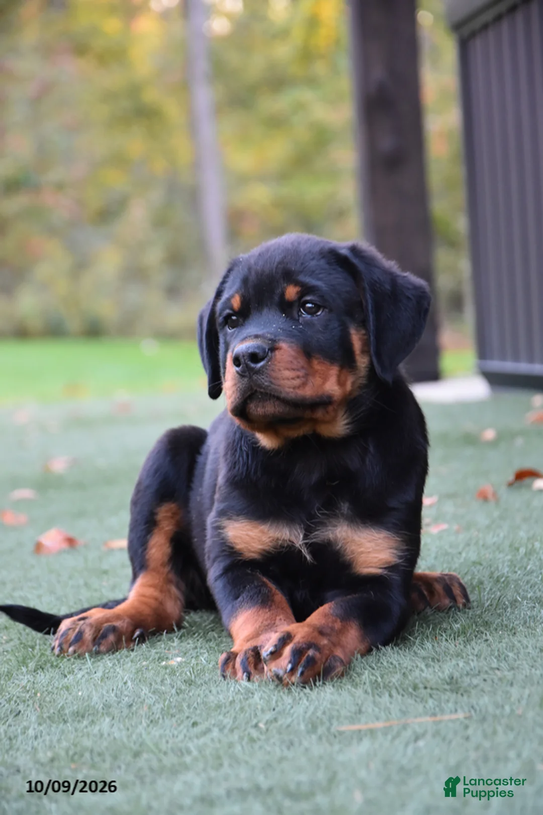 Rottweiler dogs for sale: Zoomy - Ad 1