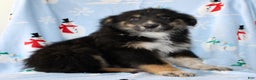 Australian Shepherd dogs for sale: Snickers - Ad 4