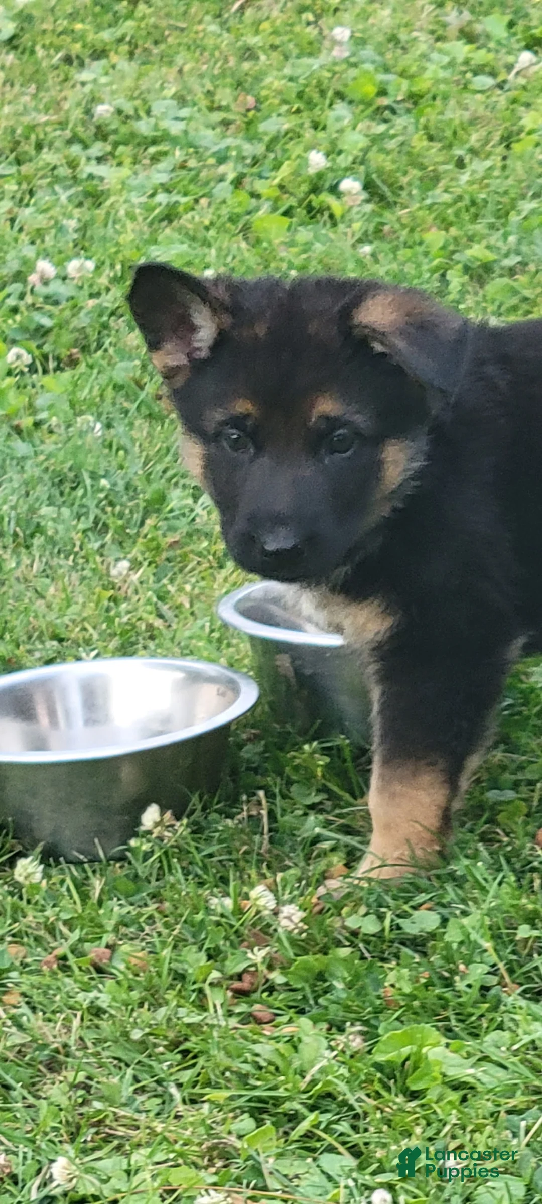 German Shepherd dogs for sale: Mercy - Ad 2