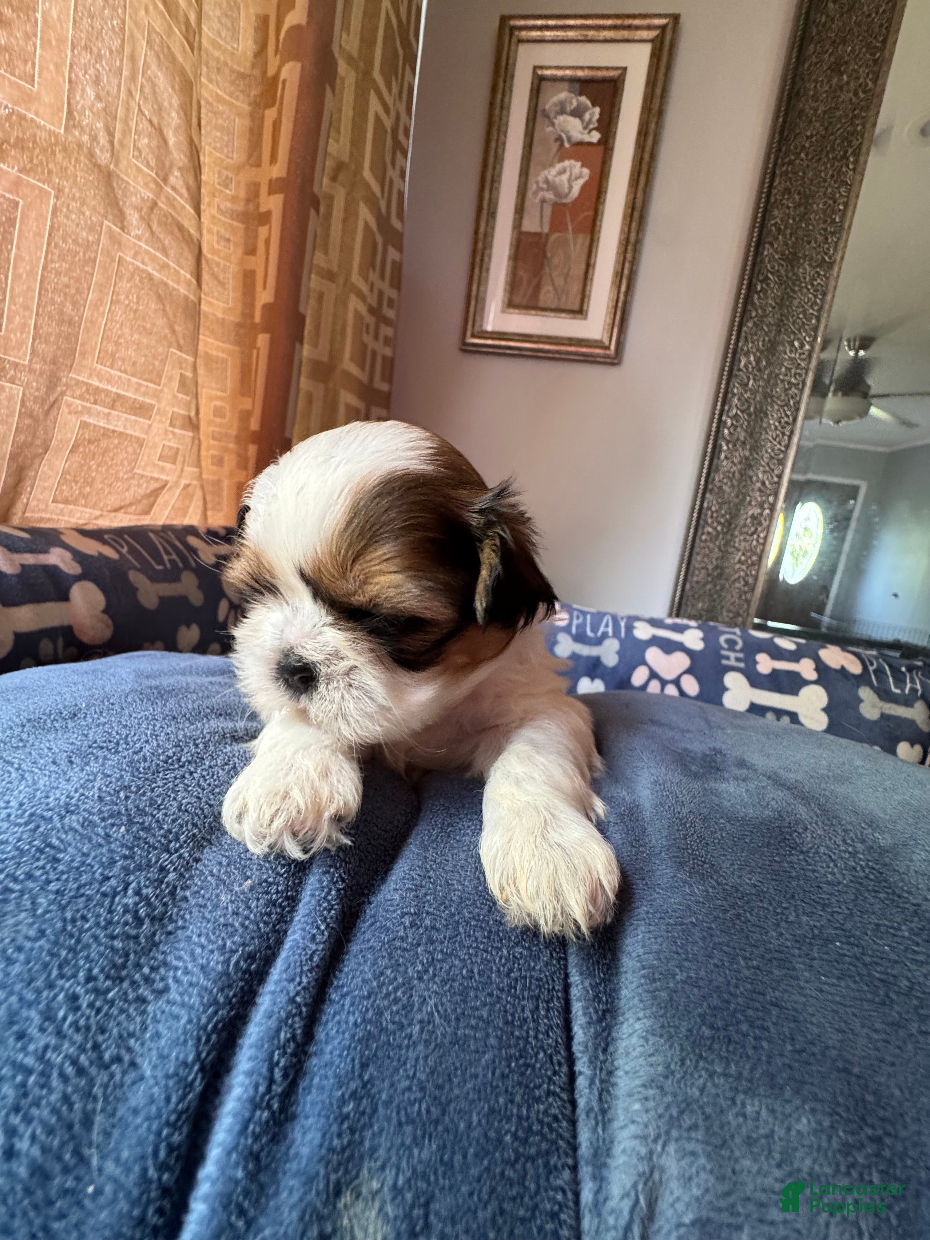 Shih Tzu dogs Shih Tzu 2 Brooklyn  - Ad 1