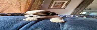Shih Tzu 2 Brooklyn 