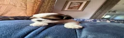 Shih Tzu dogs for sale: Shih Tzu 2 Brooklyn  - Ad 1