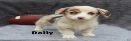 Welsh Corgi Pembroke dogs for sale: Dolly - Ad 4