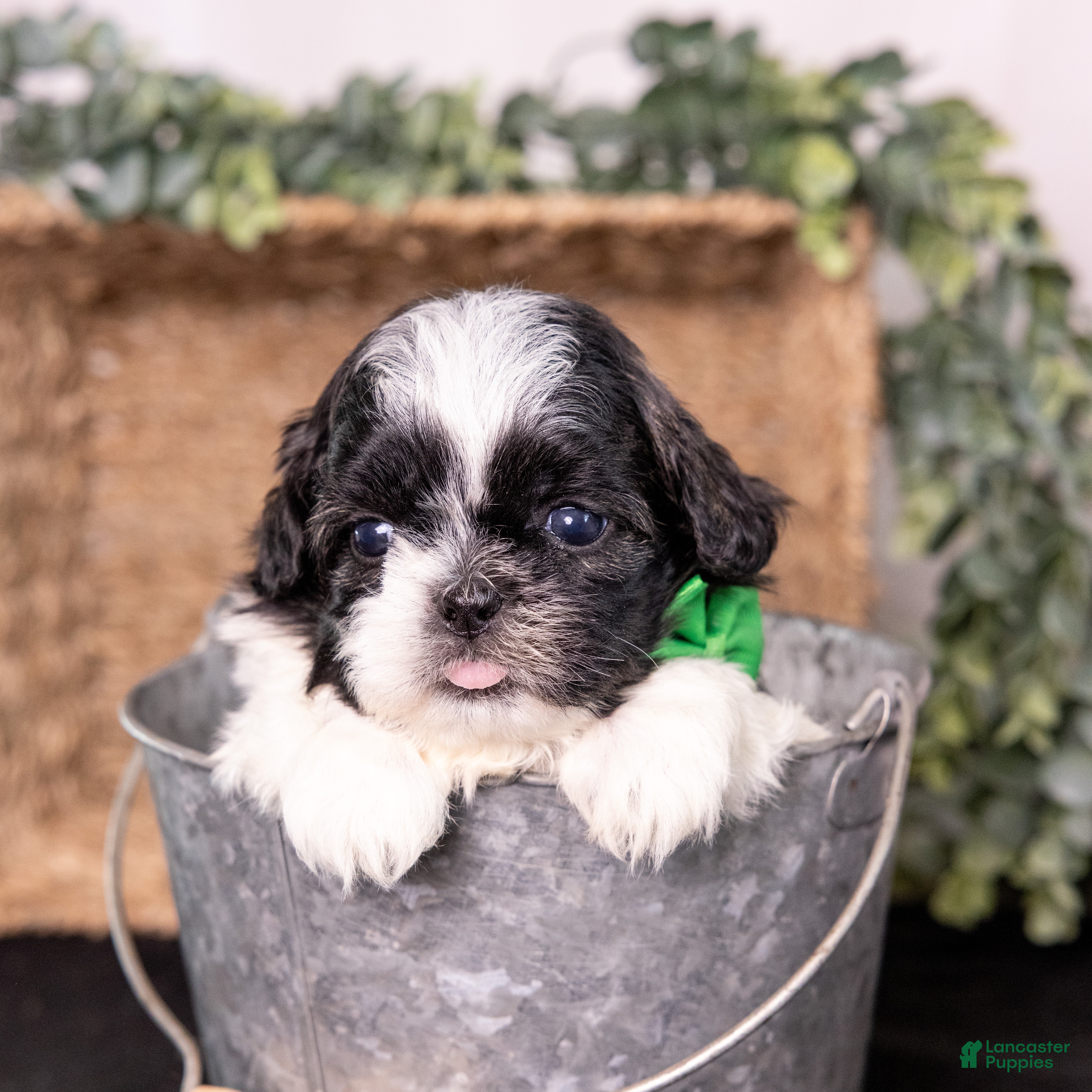 Mixed Breed dogs Washington - Ad 1