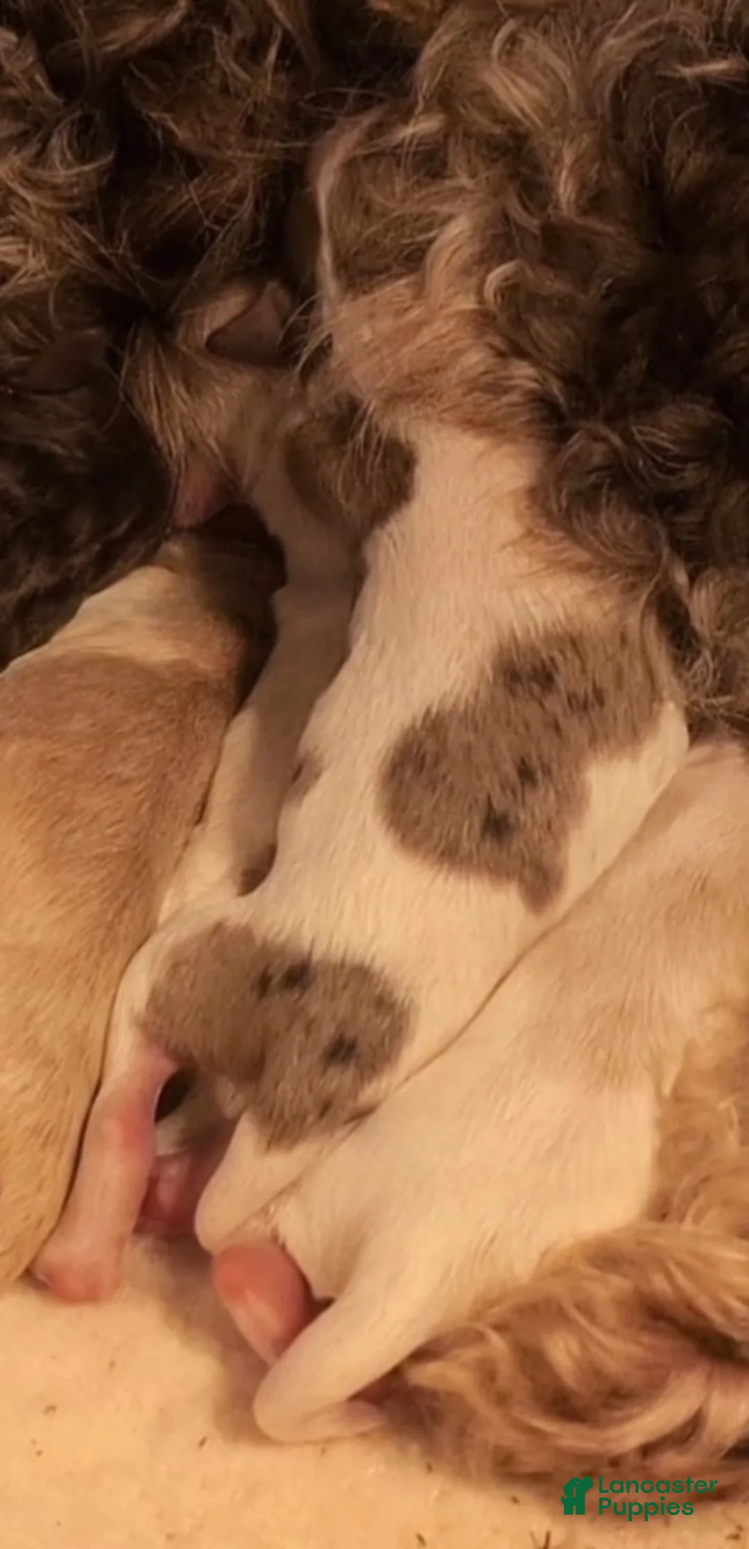 Labradoodle dogs for sale: Labradoodle 4 - Ad 2