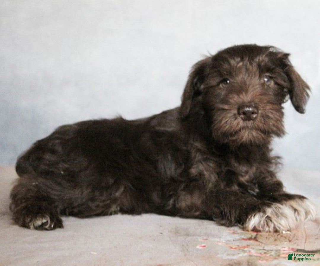 Miniature Schnauzer dogs for sale: Kaleb - Ad 3