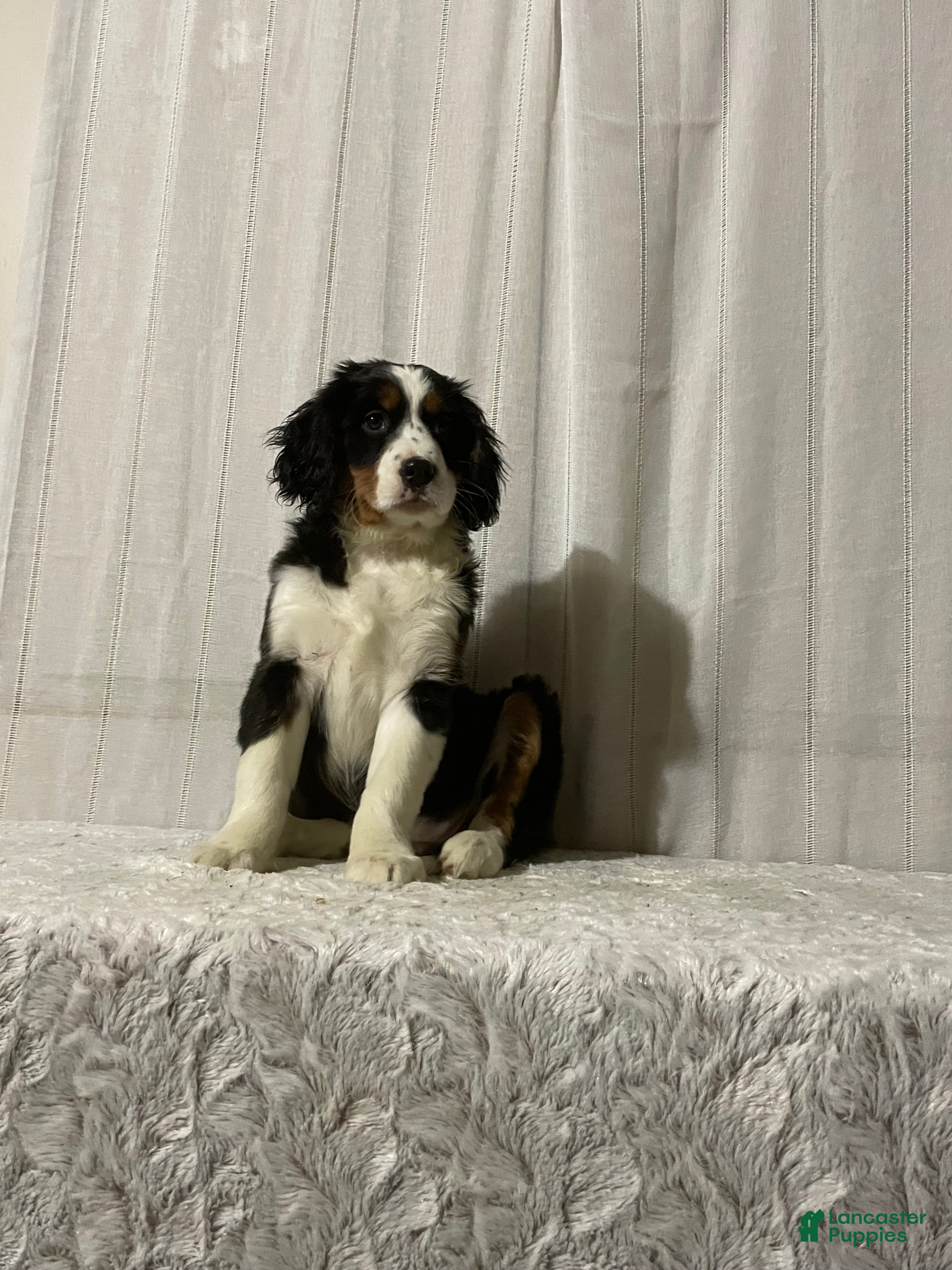 Miniature Bernese Mountain Dog dogs Valerie - Ad 1