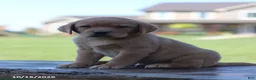 Labrador Retriever dogs for sale: Flint - Ad 4